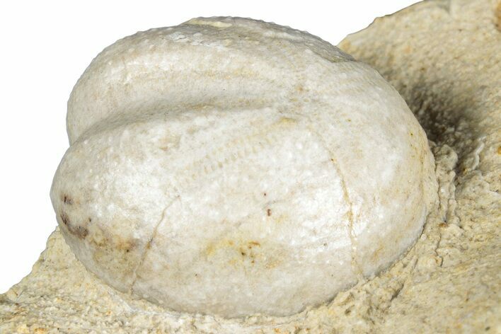 Cretaceous Echinoid (Heteraster) Fossil - Texas #287299